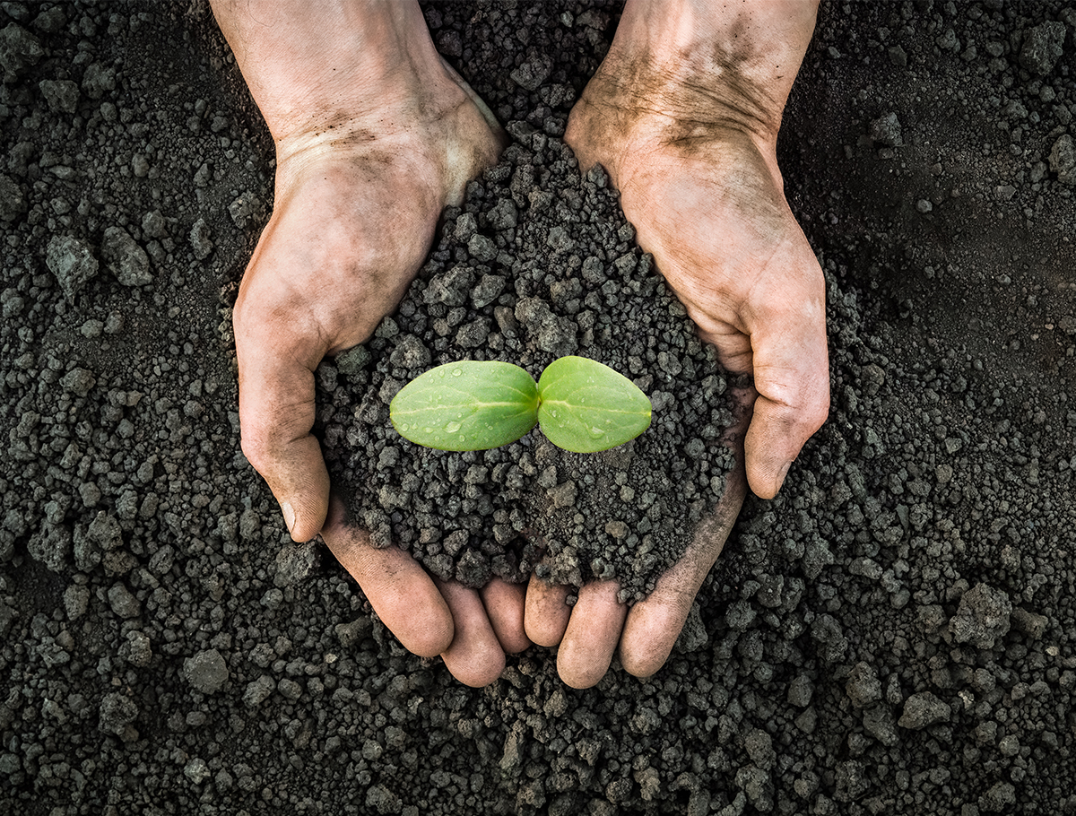 hand holding loose dirt with new plant growing